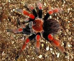Mexican Fireleg Tarantula (nhện chân lưả) Brachypelma_boehmei
