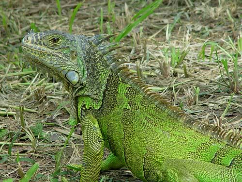 Guteri - Iguana Iguana_iguana_2