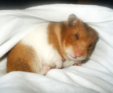 Hrak Syrian-hamster-0008