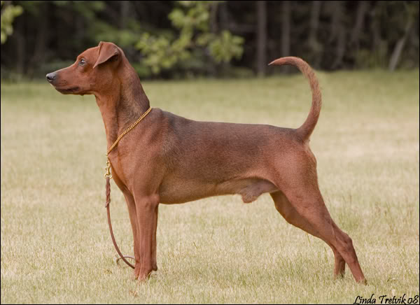 Min Pinscher r... Oppstillingsbilder011