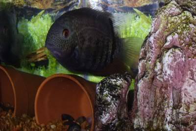 old pics Severum