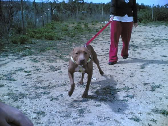 Lia, doce pitbull com Leishmaniose - "a nossa protegida" 0_