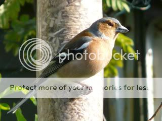 good morning Chaffinch-2