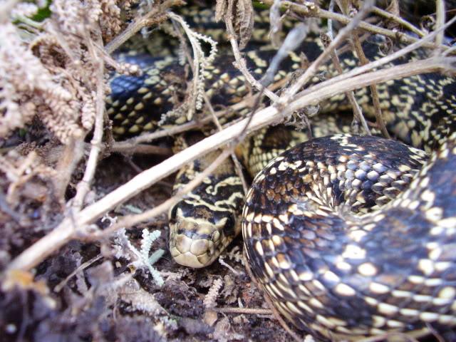 L'Herpétofaune du Portugal P7060098