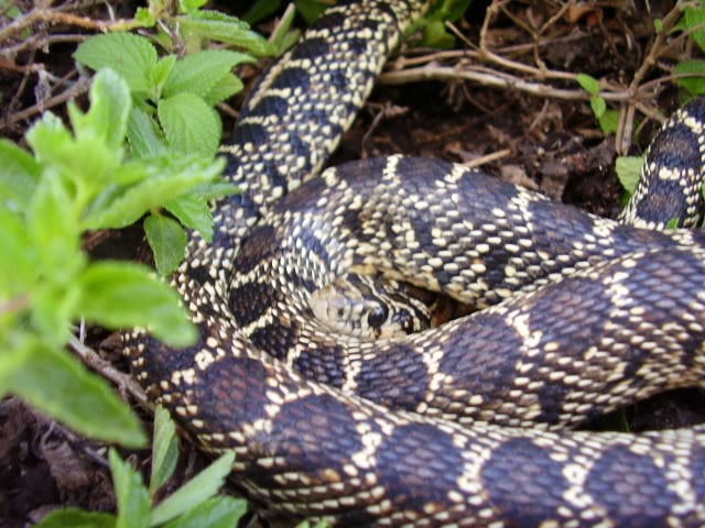 L'Herpétofaune du Portugal P7060099