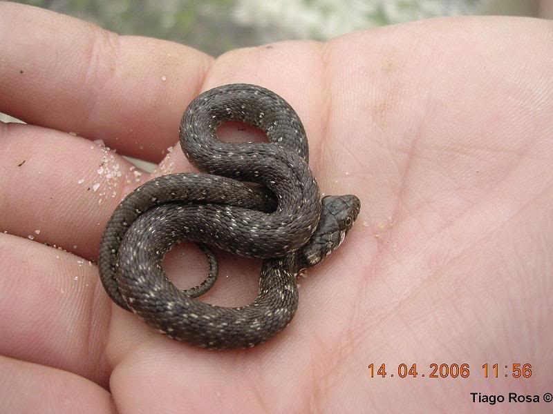 L'Herpétofaune du Portugal Gavfdnhyt