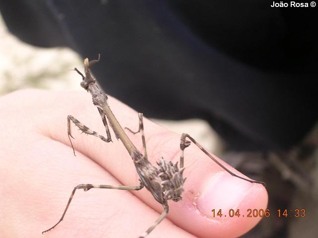 L'Herpétofaune du Portugal Rrewrr