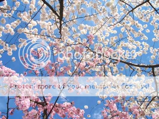 நான் ரசித்த அழகு காட்சிகள் சில! Mns18_cherry-blossoms