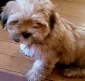 Cookie, Lhassa Apso 17