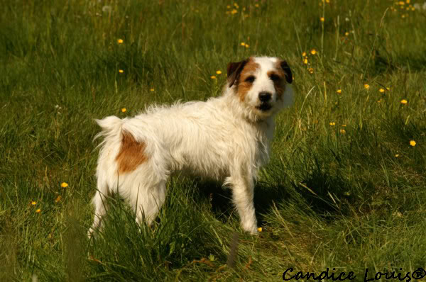 CLIFFORD dit ZEBULON - parson russell 4 ans - Spa de Forbach (57) PICT0032-1