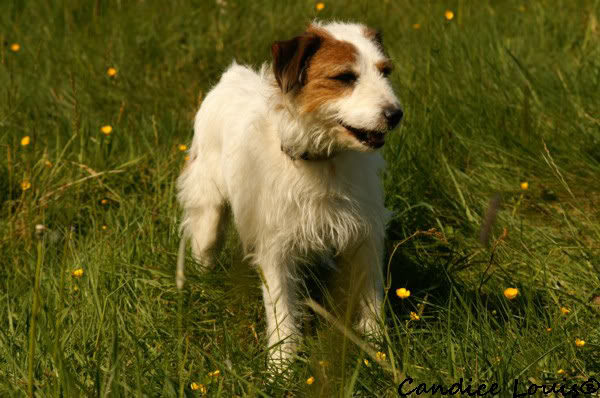 CLIFFORD dit ZEBULON - parson russell 4 ans - Spa de Forbach (57) PICT0034-1