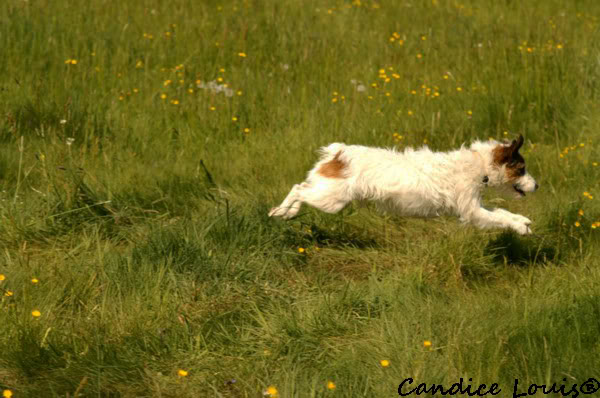 CLIFFORD dit ZEBULON - parson russell 4 ans - Spa de Forbach (57) PICT0045