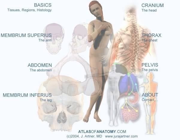 Atlas Of Human Skeletal Anatomy, By Juraj Artner 408a4039