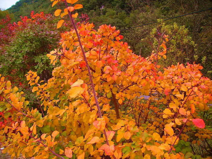 17-18 ottobre 2008, stage da J.F. Pignon CESPUGLIO