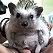 Malaysian Pets Kopitiam Hedgehog