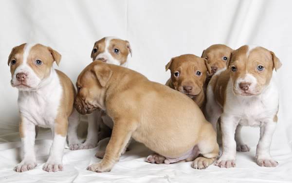 Pit bull GroupShot5weeks