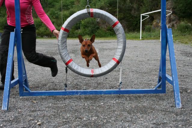 Bergen Agility Klubb's Stevne Juli00114copy