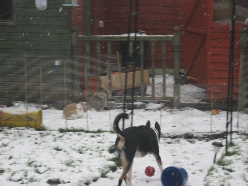 Charlie, Annabelle, Hazel & Opal in the snow 003