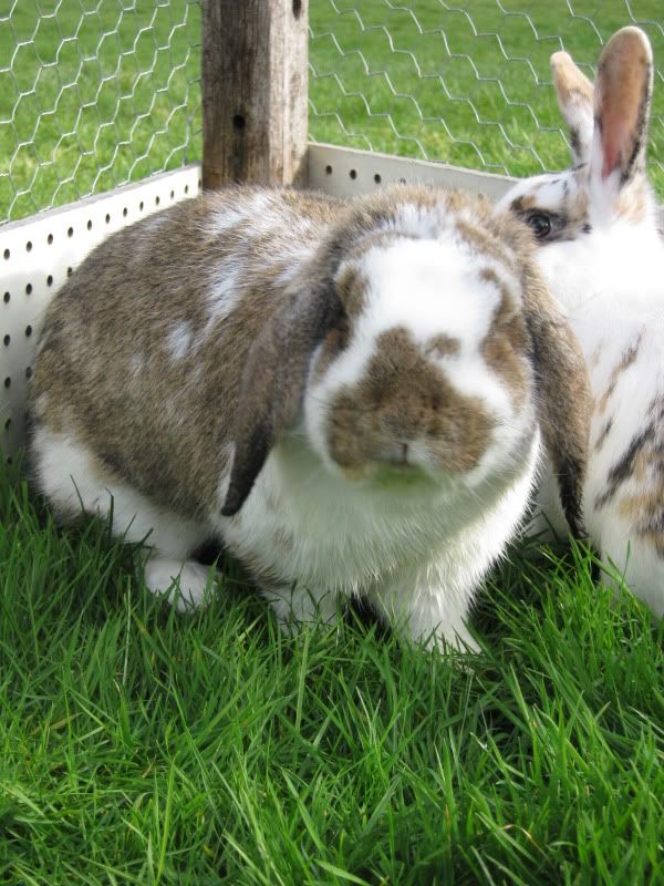 Charlie & Annie in the garden! IMG_0128