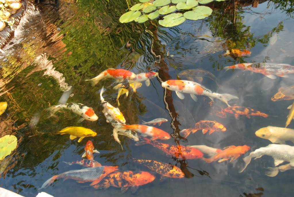 My 3000 gallon koi pond DSC_0014