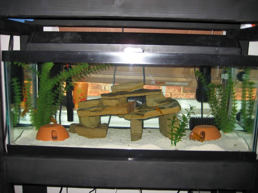 20L Breeding show tanks IMG_0352