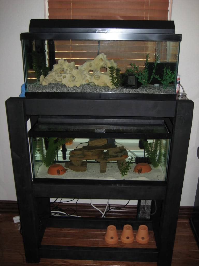 20L Breeding show tanks IMG_0361