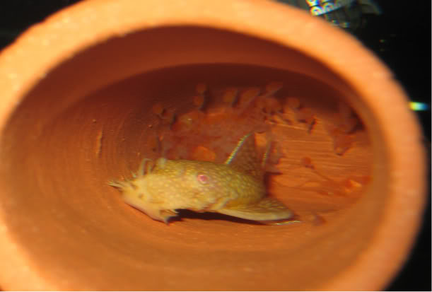 Albino Bristle Nose Pleco spawned! IMG_7032-1