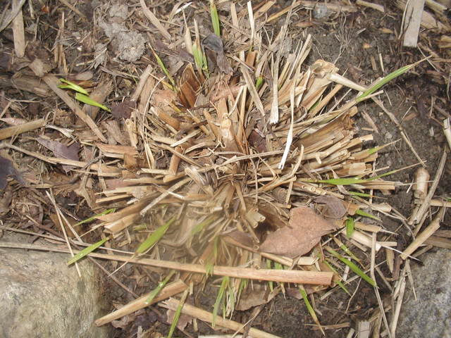 Pennisetum setaceum IMG_0196