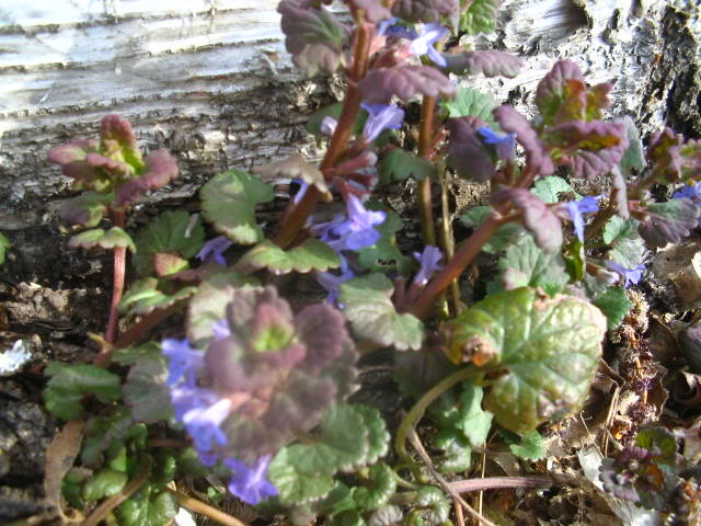 Lierre terrestre (glechoma hederacea) IMG_0106