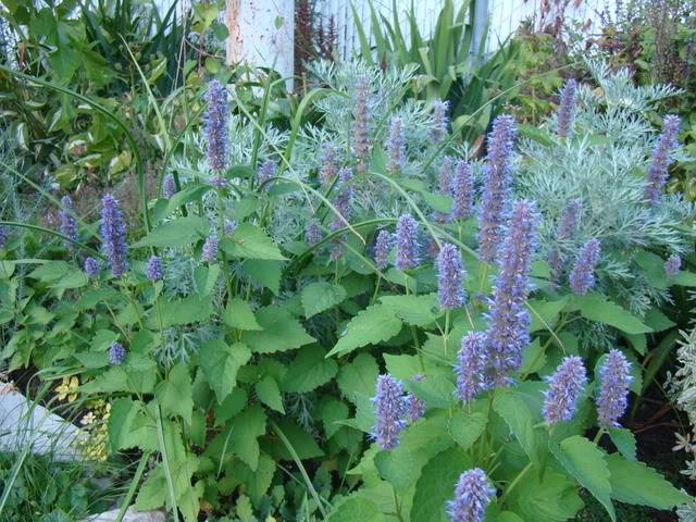 Agastache Blue Compact Aot2008077