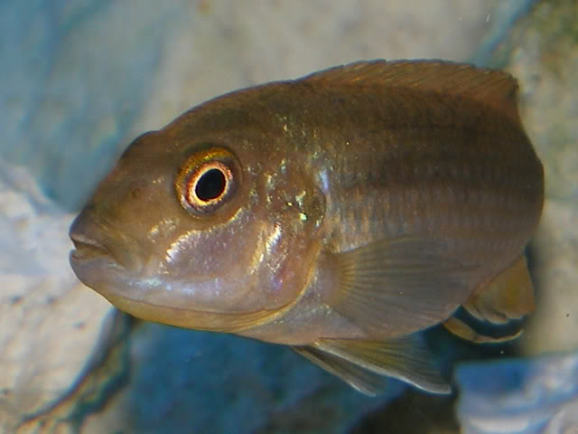 Pseudotropheus sp Polit Lions Cove IMGP1504