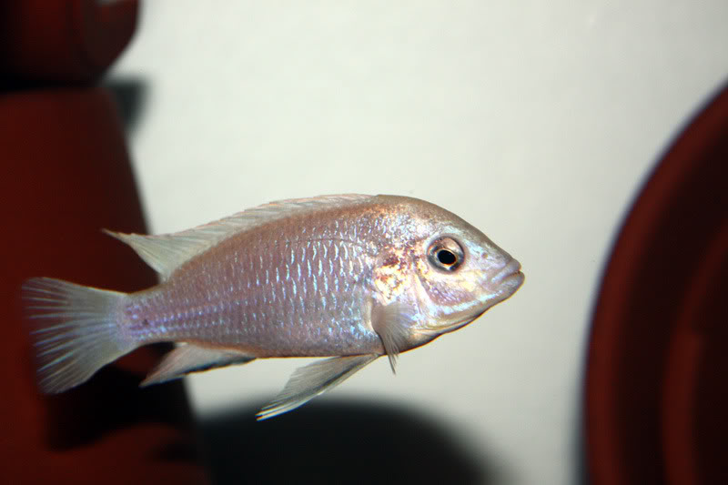 Labidochromis caeruleus Photo1012