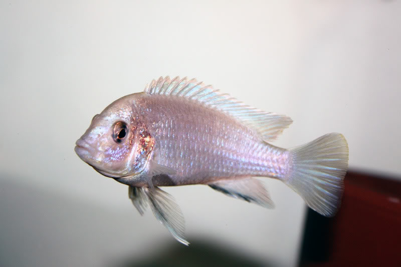 Labidochromis caeruleus Photo1261-1