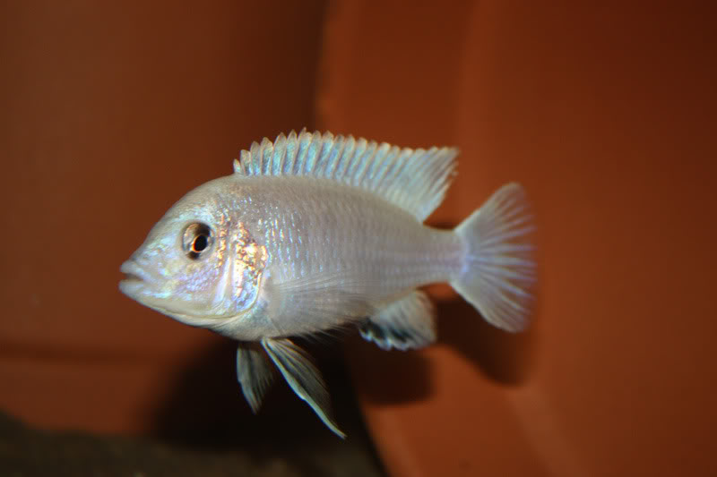 Labidochromis caeruleus Photo836