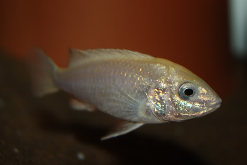 Labidochromis caeruleus Photo843