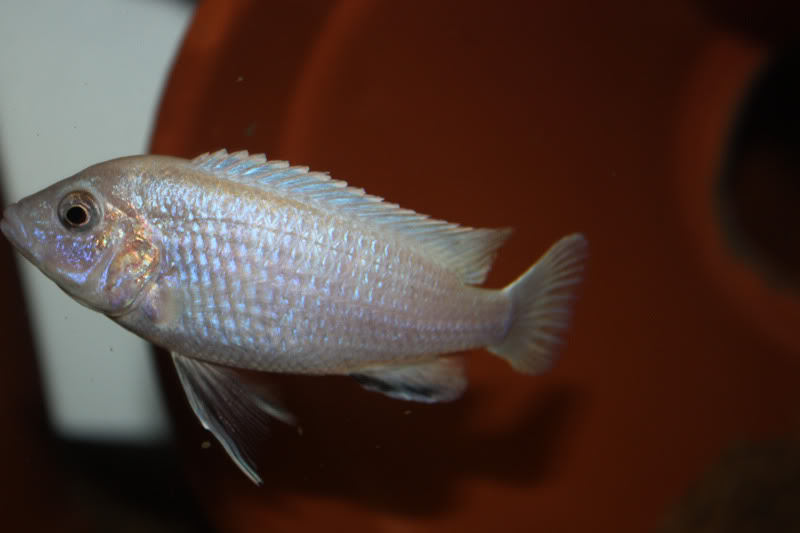 Labidochromis caeruleus Photo875