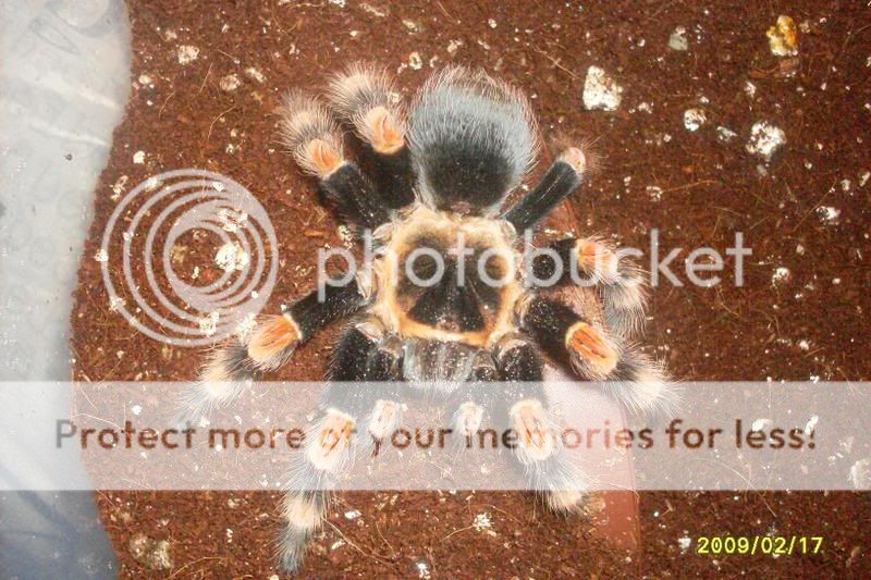 Brachypelma Baumgarteni and Annitha BrachypelmaAnnitha-GiantOrangeKnee2