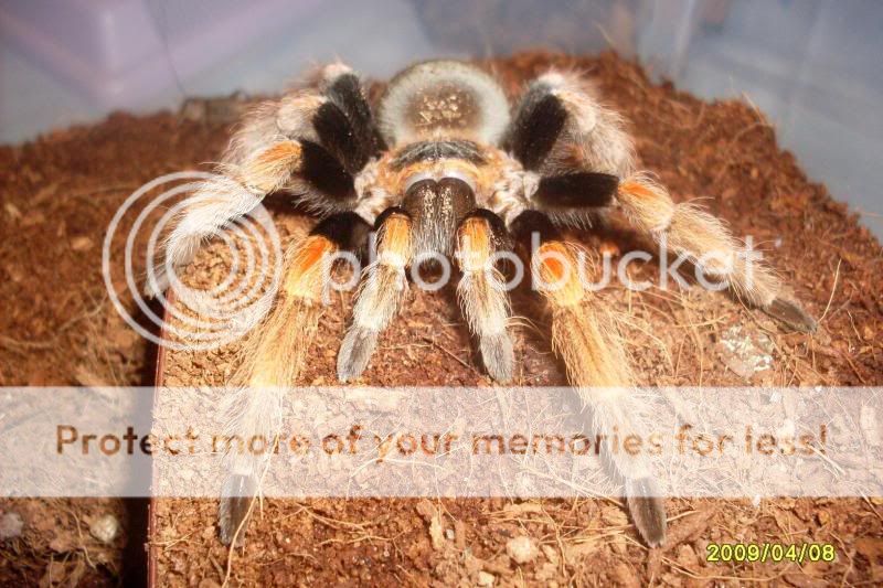 Brachypelma Baumgarteni and Annitha Brachypelmabaumgarteni-Michoacan-2