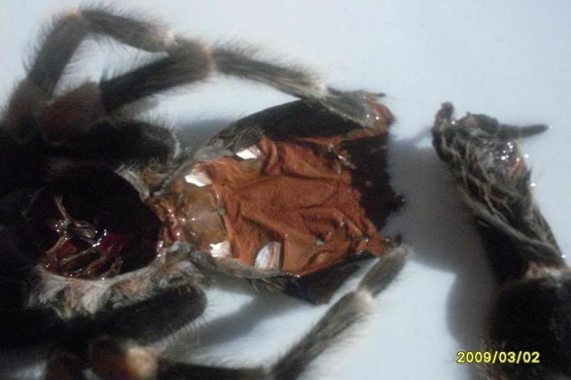 Pop a guess then Male_Brachypelma_Smithi