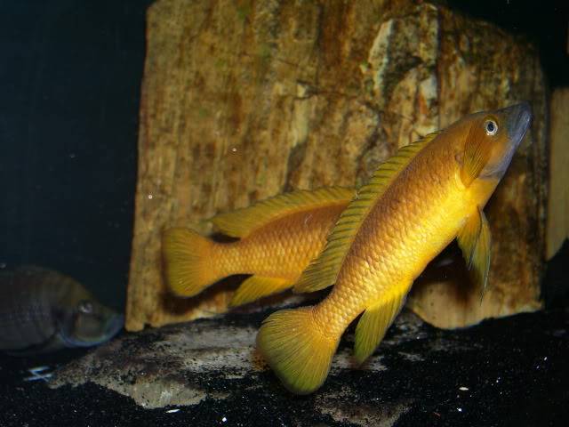 Neolamprologus leleupi 0be52f51