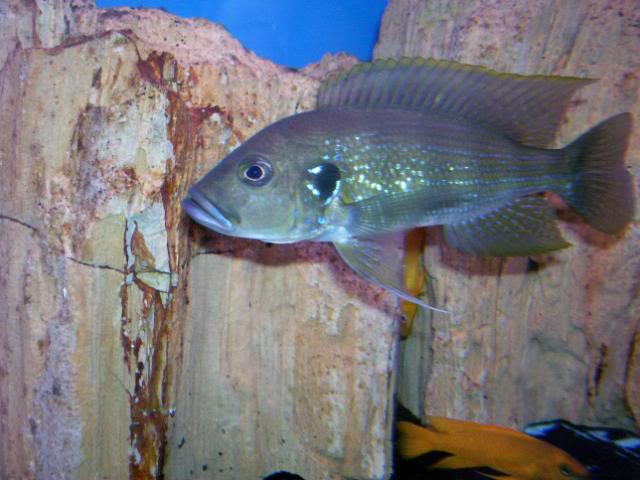 Greenwoodochromis christy 100_1623