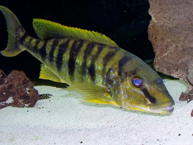 Boulengerochromis microlepis 244b4f6e