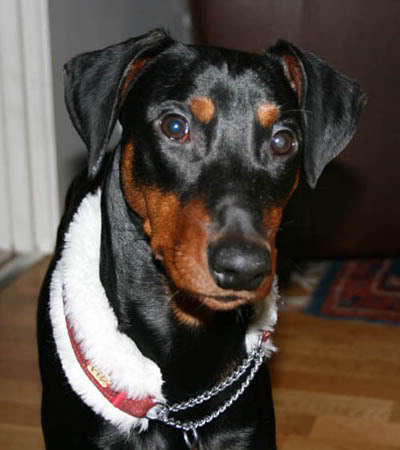 Min Pinscher r... - Sida 2 IMG_3397copy