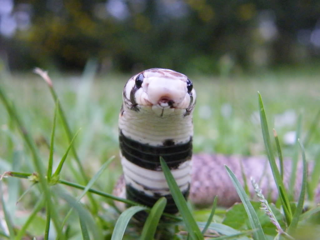 Aspidelaps scutatus intermedius Asi2