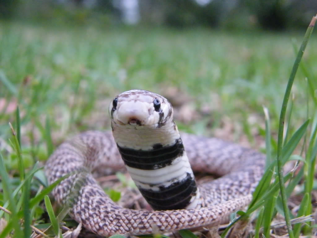 Aspidelaps scutatus intermedius Asi3