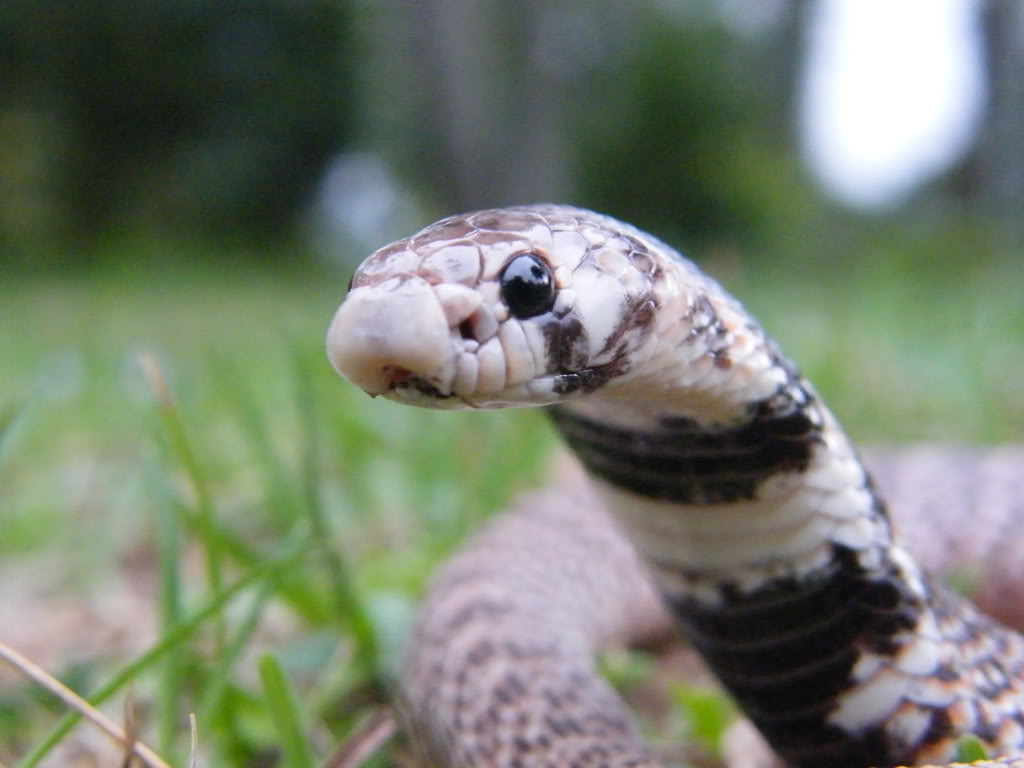 Aspidelaps scutatus intermedius Asi4