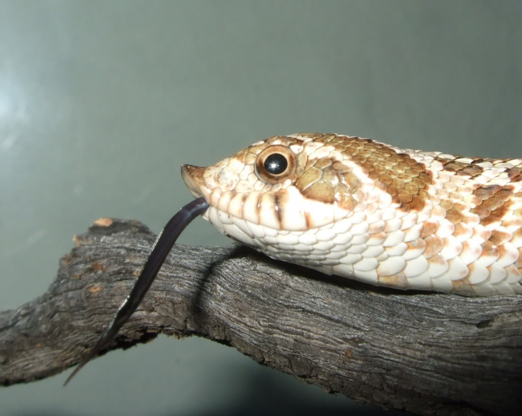 Some of the snakes I keep Hognose2