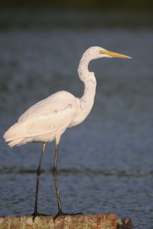 Egret DSC_29341