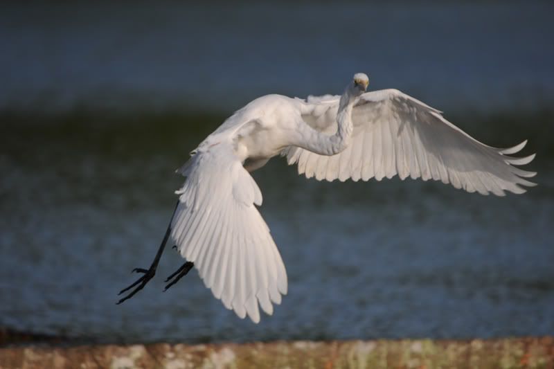 Egret DSC_29392