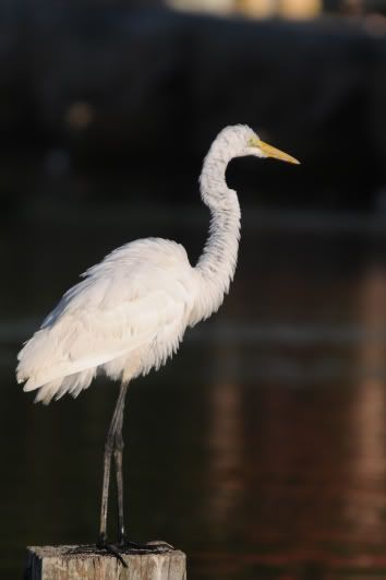 Egret DSC_29433